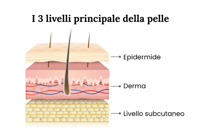 Fisiologia della pelle Laboratoire du Visage