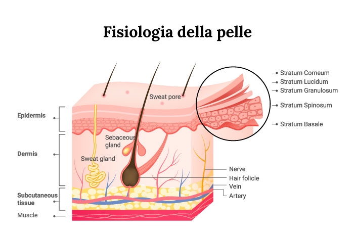 Fisiologia della pelle Laboratoire du Visage